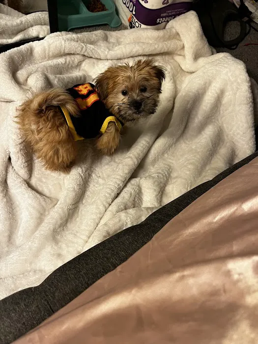 Pet City Pets Picture 1