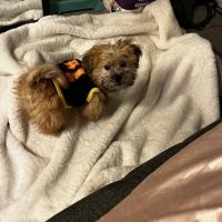 Pet City Pets ico