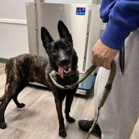 Franklin Lakes Animal Hospital ico