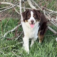 Dawn's Diggidy Dog Treats ico
