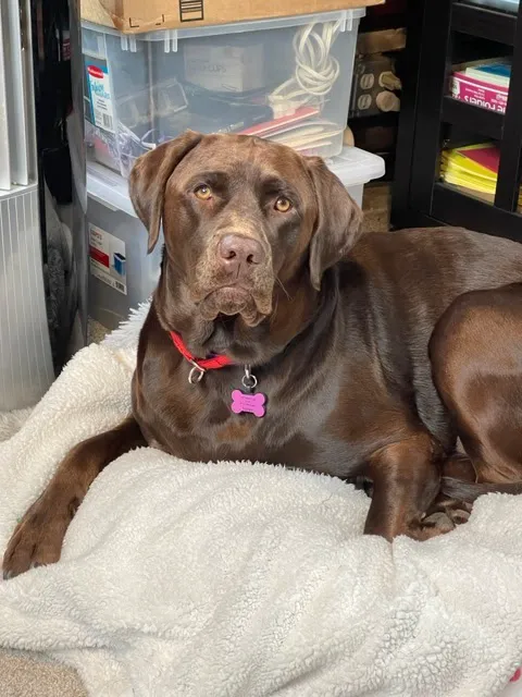 Ramapo Valley Animal Hospital Picture 2