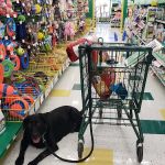 Pet Supplies Plus Okemos