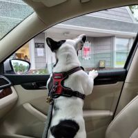 Arlington Dog & Cat Hospital ico