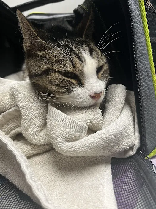 Arlington Dog & Cat Hospital Picture 2