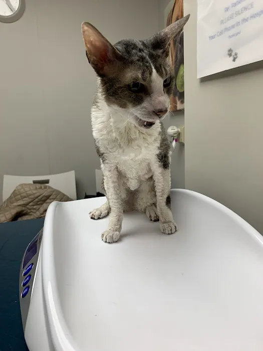 Arlington Dog & Cat Hospital Picture 8