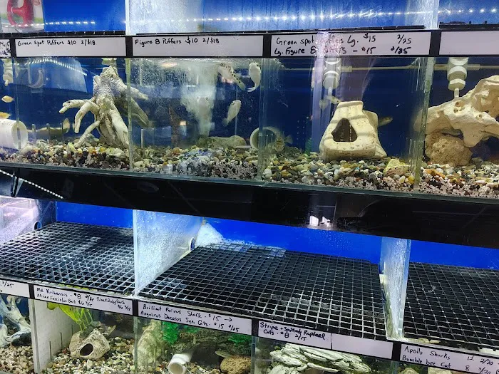 The Fish Doctors Picture 8