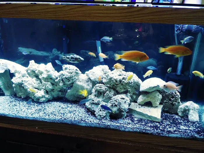 The Fish Doctors Picture 6