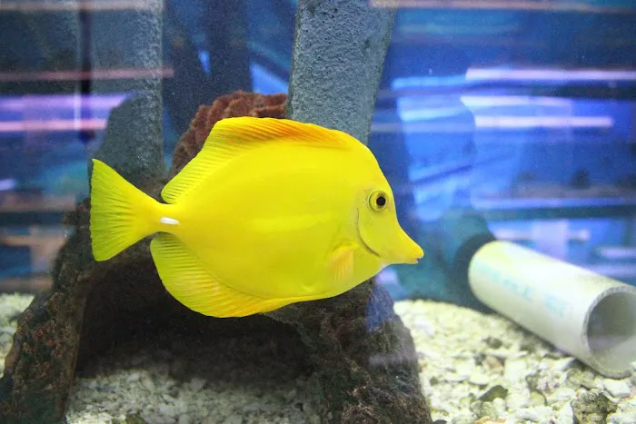 The Fish Doctors Picture 2