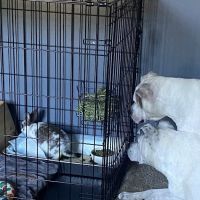 Pets 'n' Things ico