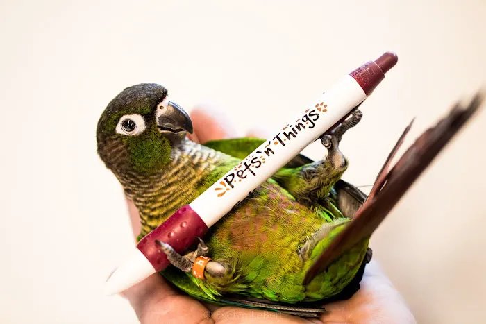 Pets 'n' Things Picture 7