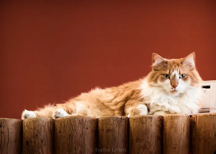 Pets 'n' Things Picture 8