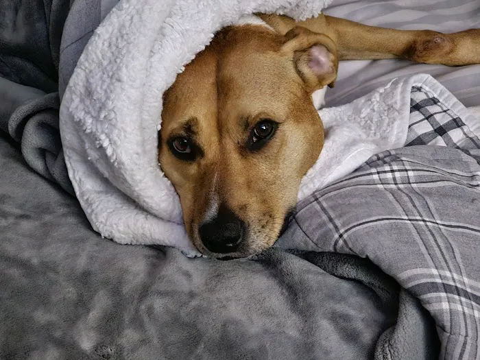 All Paws Dermatology & Allergy Picture 6