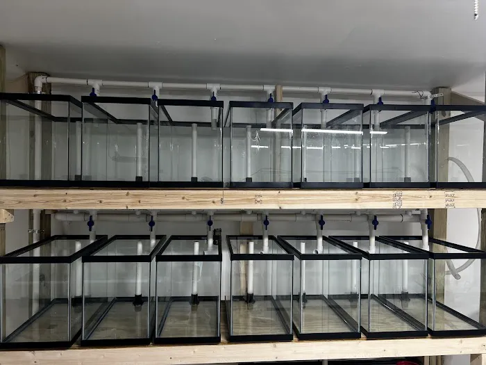 Coral King’s LLC Picture 4