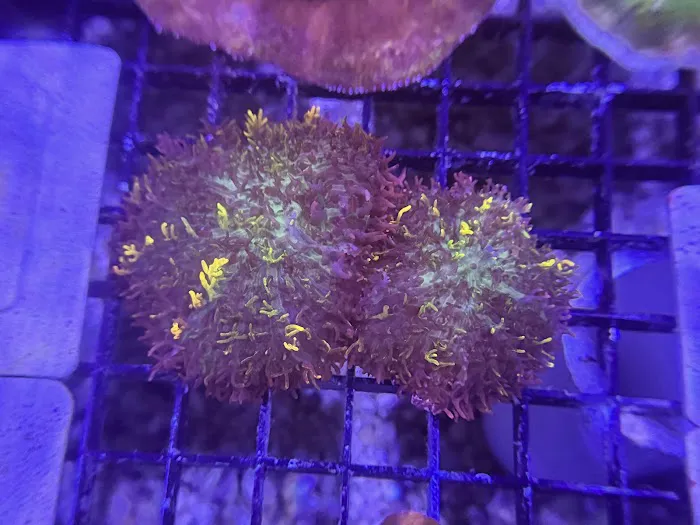 Coral King’s LLC Picture 6