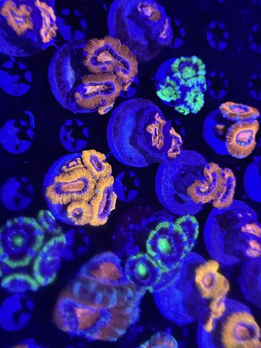 Coral King’s LLC Picture 9