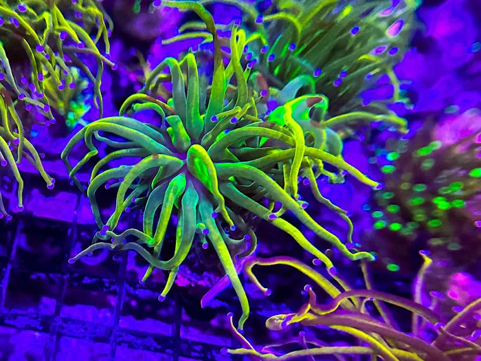 Coral King’s LLC Picture 10