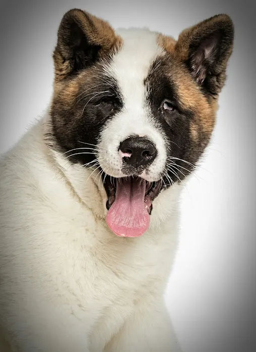 Animal Eye Center of New Jersey Picture 4