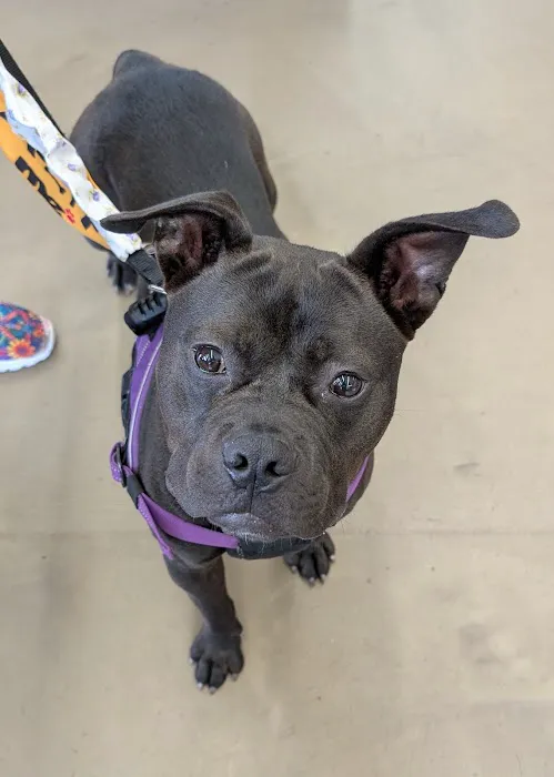 Pet Supplies Plus Taylor Picture 3