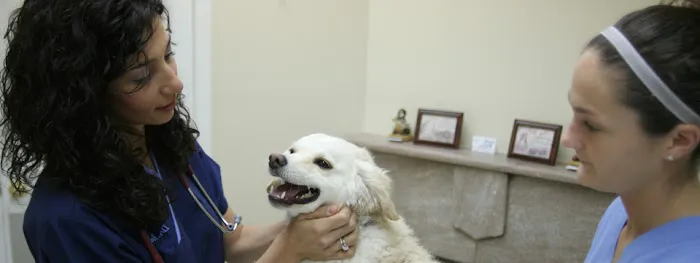 Montclair Animal Hospital Picture 5