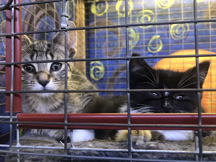 Critter Pet Shop Picture 2