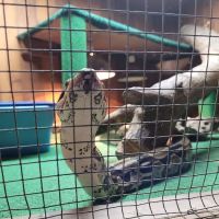 Critter Pet Shop ico