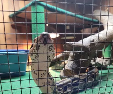 Critter Pet Shop