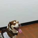 North Jersey Animal Hospital