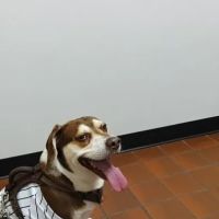 North Jersey Animal Hospital ico