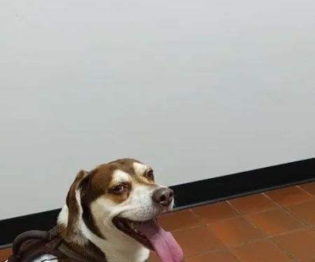North Jersey Animal Hospital