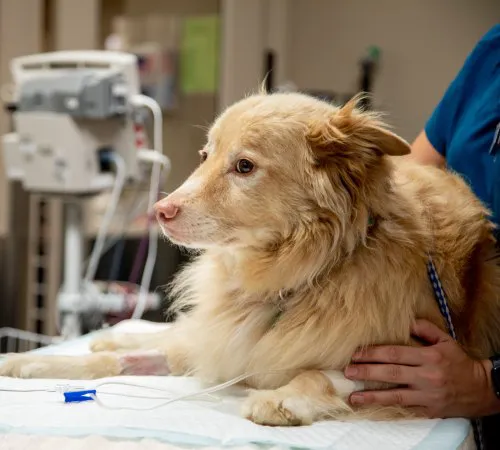Wayne Valley Animal Hospital Picture 2