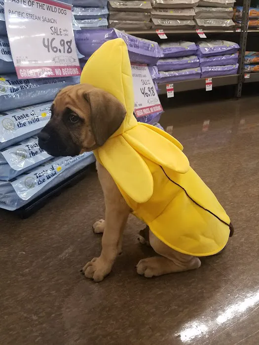 Pet Supplies Plus Southgate Picture 4