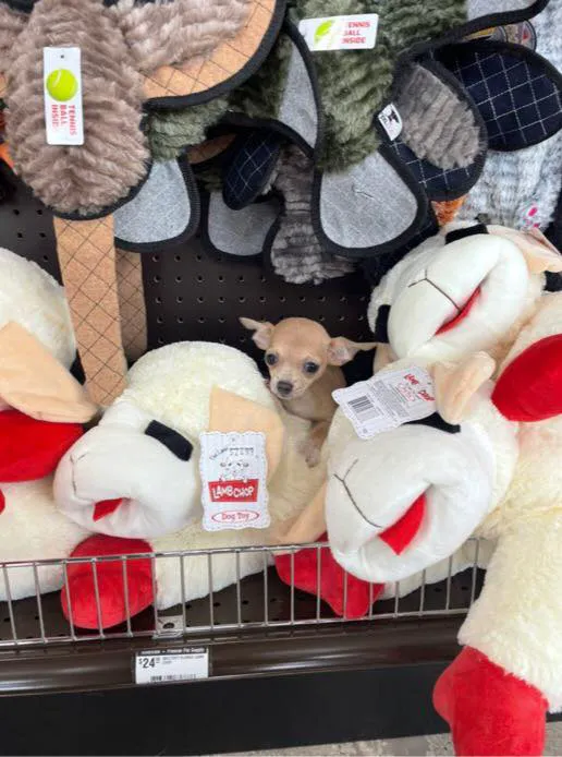 Premier Pet Supply Picture 9