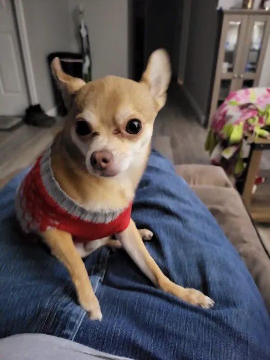 Premier Pet Supply Picture 7