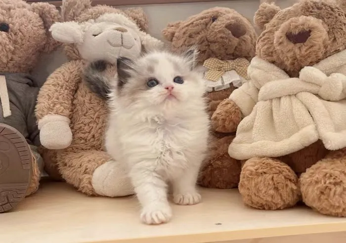 Ragdoll Cats by CiCi Picture 10