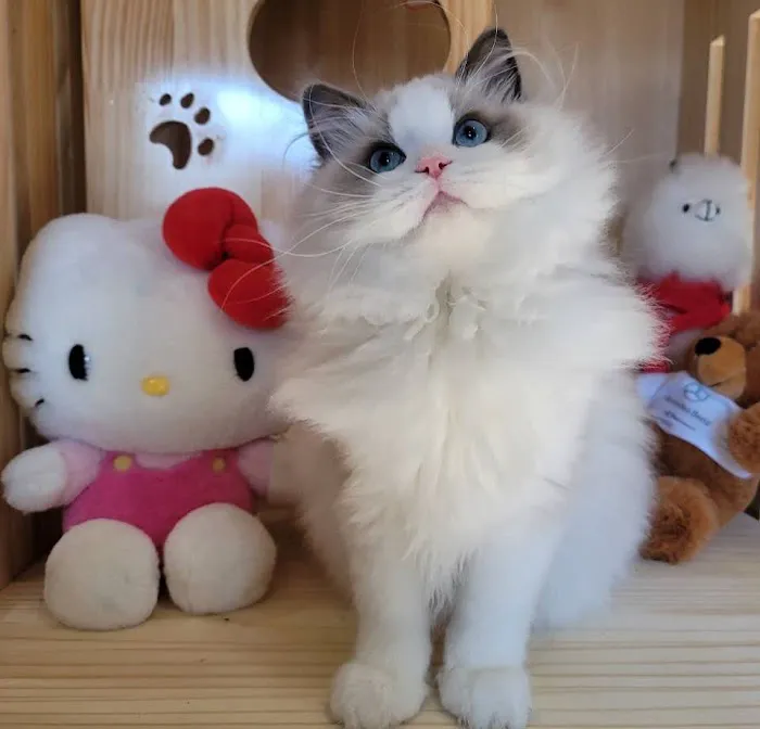 Ragdoll Cats by CiCi Picture 4
