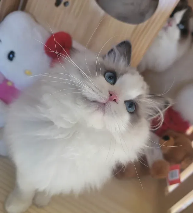 Ragdoll Cats by CiCi Picture 3