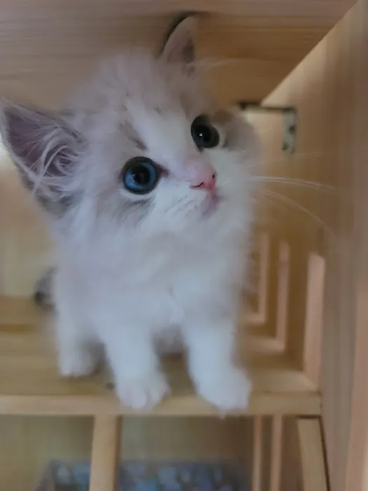 Ragdoll Cats by CiCi Picture 5