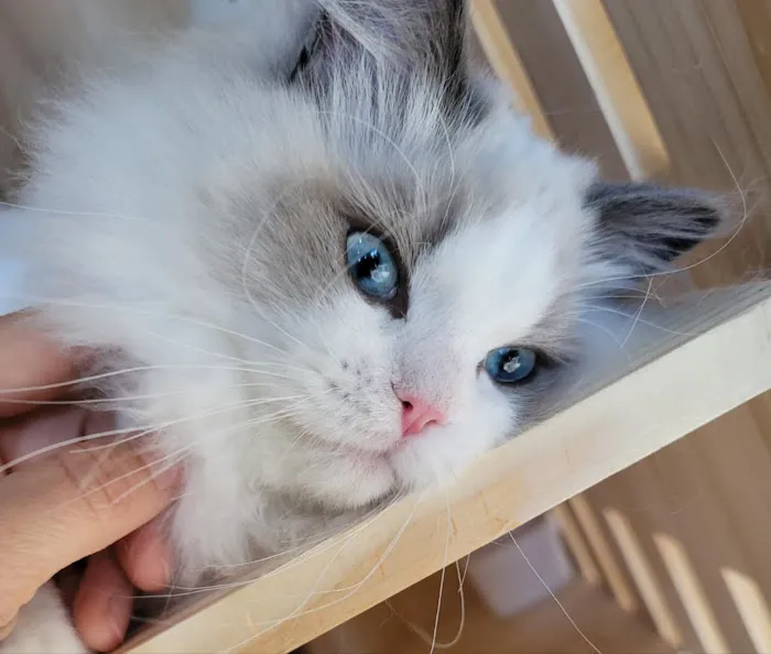 Ragdoll Cats by CiCi Picture 2