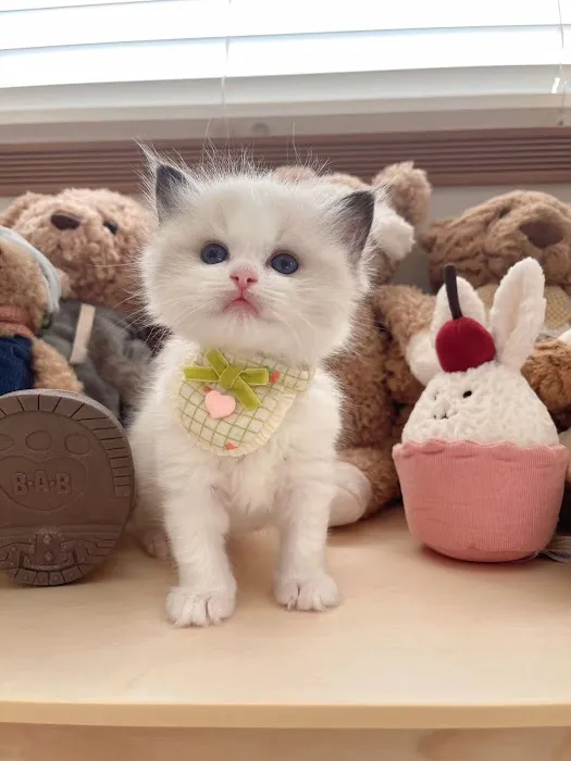 Ragdoll Cats by CiCi Picture 9