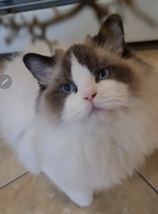Ragdoll Cats by CiCi Picture 8