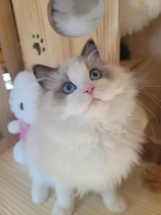 Ragdoll Cats by CiCi Picture 1