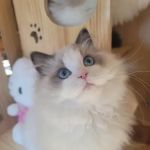 Ragdoll Cats by CiCi