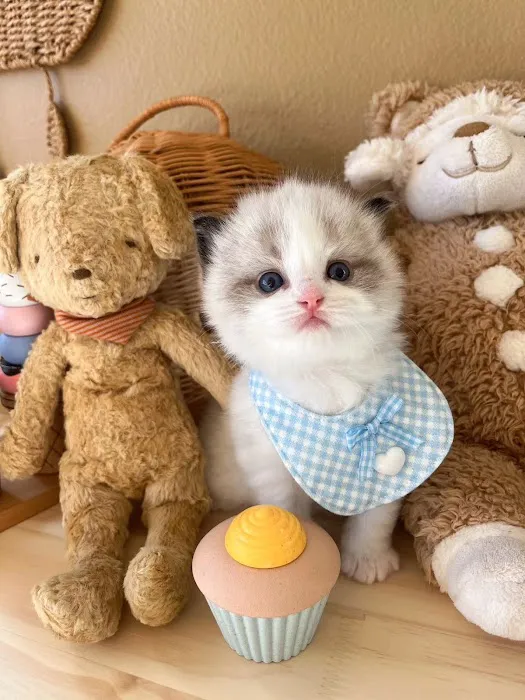Ragdoll Cats by CiCi Picture 6