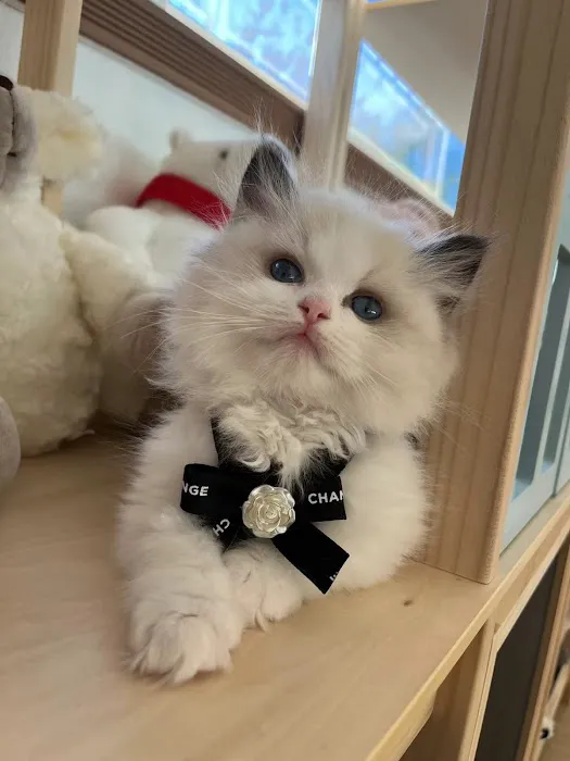 Ragdoll Cats by CiCi Picture 7