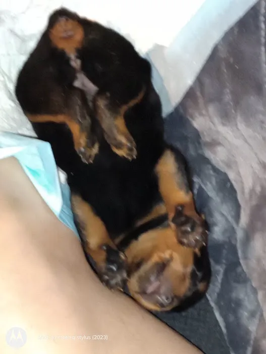 Rottwielers Picture 2