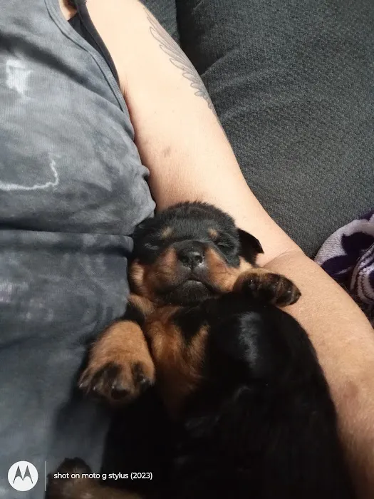 Rottwielers Picture 4