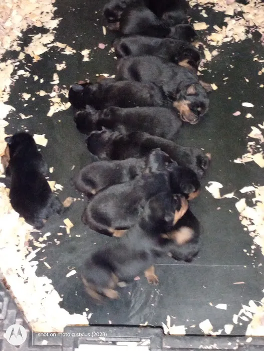Rottwielers Picture 5