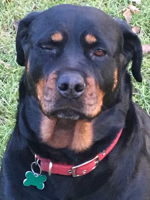 Rottwielers Picture 1