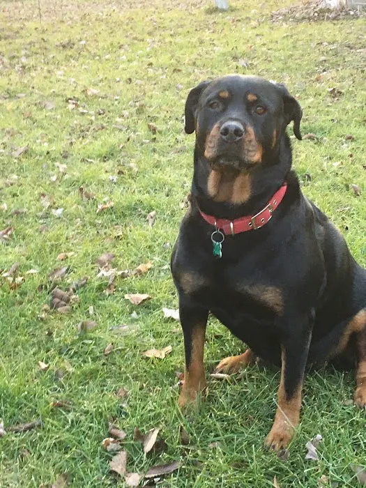 Rottwielers Picture 10