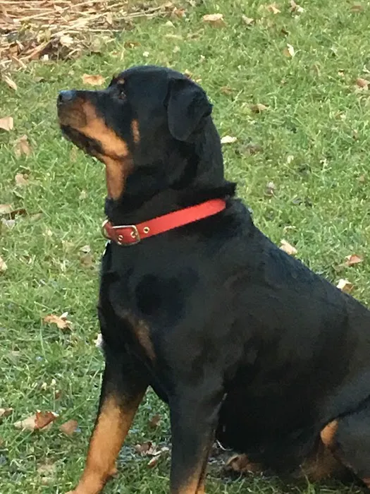 Rottwielers Picture 8